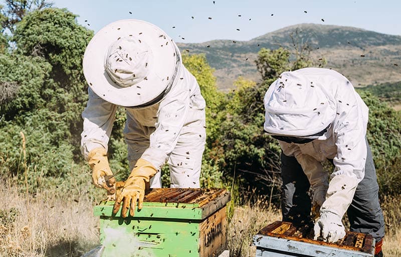 Rows of beehives in a field