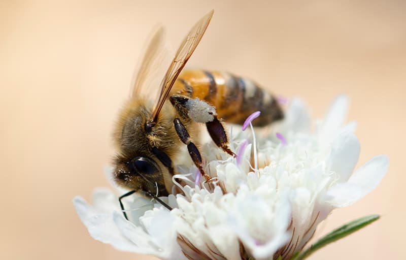 Honey tasting spoon and jar